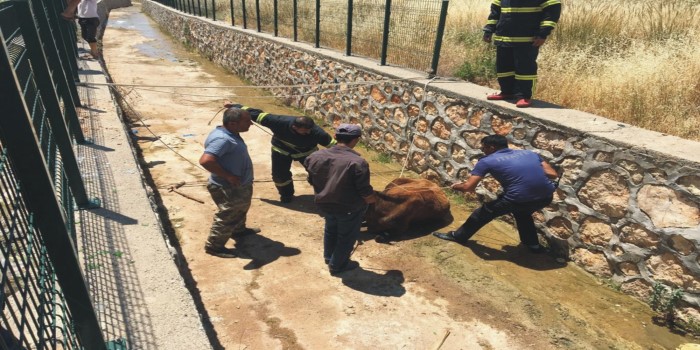 Kahta’da su kanalına düşen inek itfaiye ekiplerince kurtarıldı