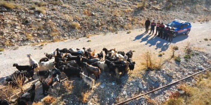 Kahta’da kaybolan küçükbaş hayvanlar dron ile bulundu