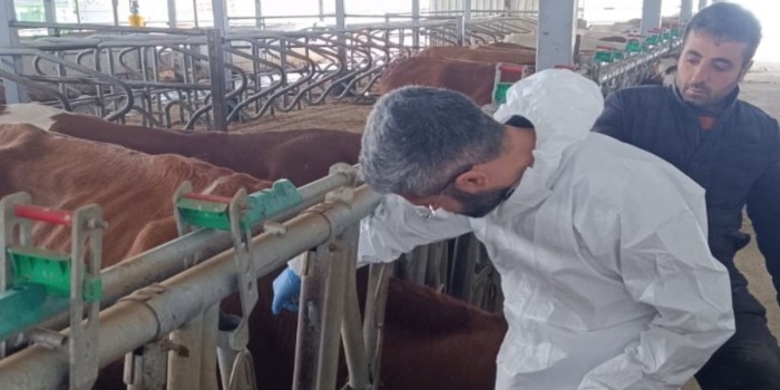 Adıyaman’da şap aşılaması il genelinde devam ediyor