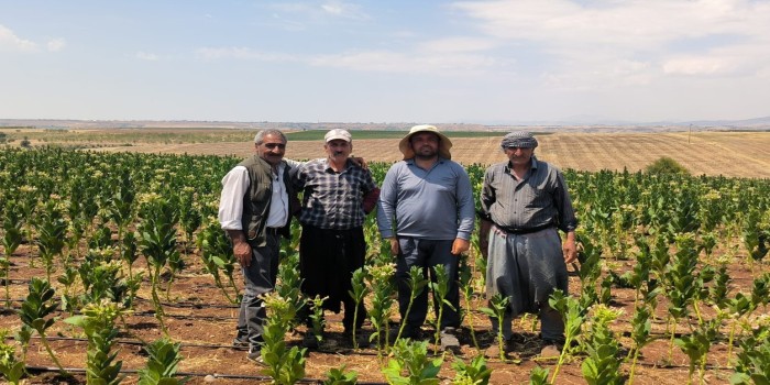 Tütünün değerini üretildiği bölge değil, kalitesi belirlemeli